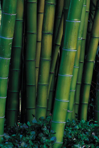 Clipart:  Bamboo Stalks 